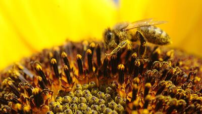 A bee collects pollen from a sunflower in Idaho Falls, Idaho. AP