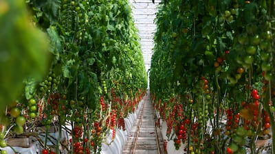 Farms in the UAE are playing a key role in boosting food security. Victor Besa / The National