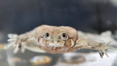 The Titicaca water frog (Telmatobius culeus) is presented at the zoo in Wroclaw,Poland. The Titicaca water frog is a medium-large to very large and critically endangered species of frog. It is entirely aquatic and only found in the Lake Titicaca basin. EPA