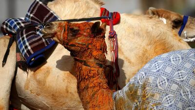 A camel is seen during Al Marmoom Heritage Festival.