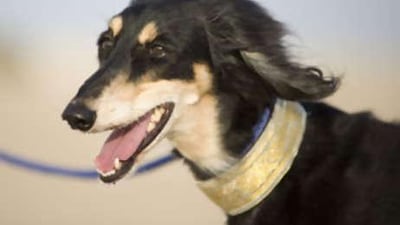 Salukis will be competing in Abu Dhabi next month.