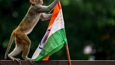 A monkey plays with the Indian national flag placed along a road on the eve of the country's Independence Day celebrations in New Delhi. AFP