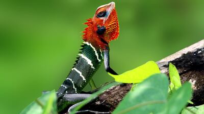 02 RUNNER UP: Forest green lizard. Photo by S S Suresh