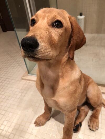 The dogs were given vaccinations by a vet, but had already contracted the deadly parvovirus.