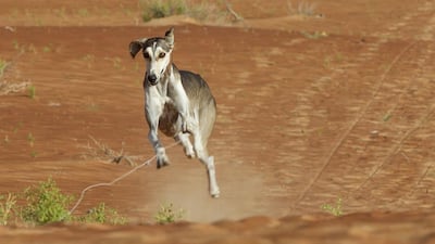 Archaeology in the UAE suggests humans and dogs in the Middle East interacted as far back as 4,000 years ago, meaning the saluki and its antecedents deserve an iconic place. Mona Al-Marzooqi / The National