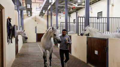A breeder leads an Arabian horse inside the Al Wakeel Stud in Kerbala, Iraq. All photos: Reuters