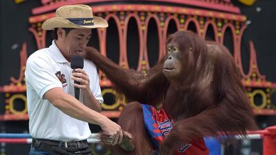 A Thai zoo worker interacts with an orangutan in a boxing ring at Safari World.