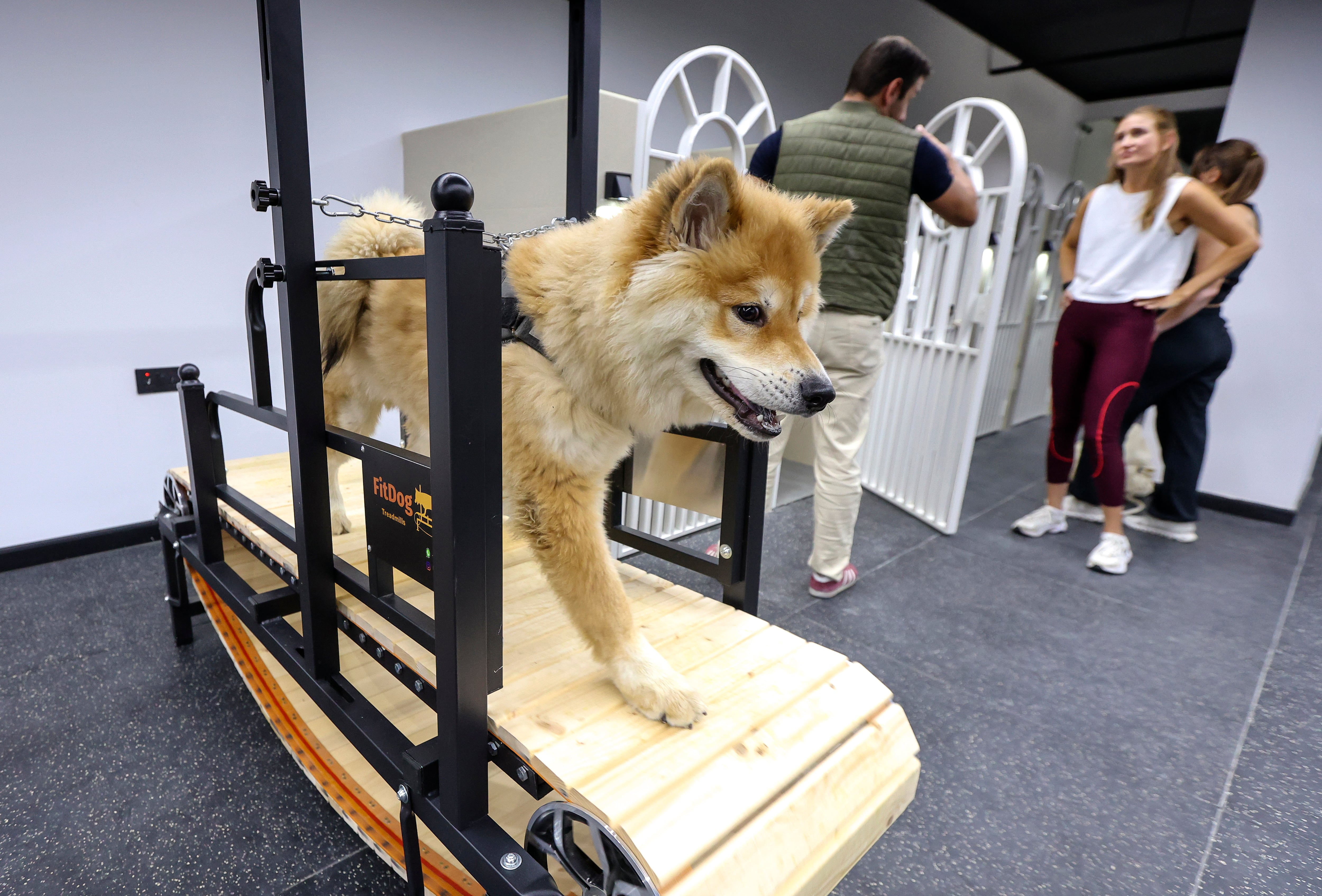 Image linked from the original feed: Vet clinics no longer just for sick pets: UAE owners embrace new kind of pet care