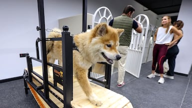 Teddy, a chow chow, walks on a treadmill at Groomy Pets in Abu Dhabi. Victor Besa / The National