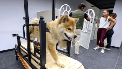 Teddy, a chow chow, walks on a treadmill at Groomy Pets in Abu Dhabi. Victor Besa / The National