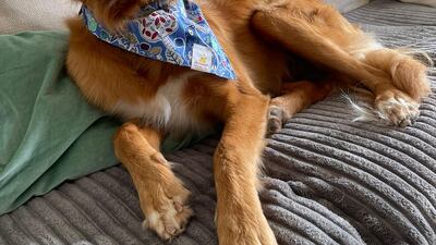 Amy le Roux, a British resident in Dubai Hills, said her dog Paddington is vaccinated, but still contracted the virus. Photo: Amy le Roux