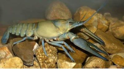 A crayfish in its natural habitat, the bed of a river. The crustaceans have thrived since being introduced into the Nile.