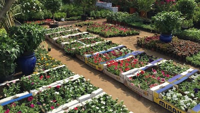 Warsan near Dragon Mart in Dubai has a wide selection of bedding plants. Courtesy of Melanie Hunt