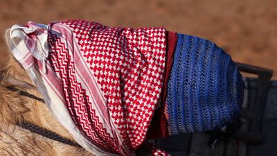 A camel taking part in a race has his eyes covered in a traditional keffiyeh scarf. AFP