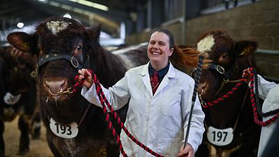 Farmers show their Beef Shorthorn bulls during the judging at Stirling Bull Sales in Stirling, Scotland. Week one has got under way, with the judging of Aberdeen-Angus, Beef Shorthorn, Hereford and Lincoln Red breeds. Hosted by United Auctions the sales will welcome a grand entry of 767 pedigree bulls and females. Getty Images