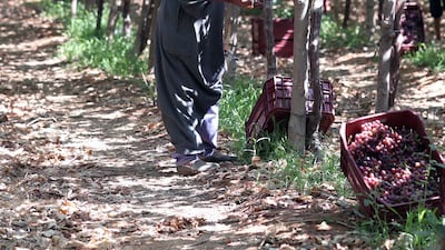A worker harvests grapes at a farm in Khatatba Al Minufiyah Governorate in Egypt, north of Cairo. Table grapes are exported to EU countries, mainly Germany and the Netherlands. EPA