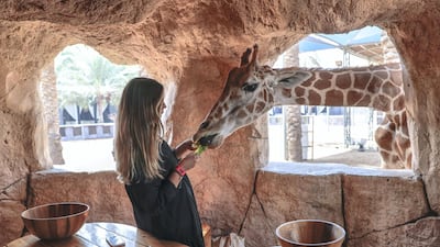 Abu Dhabi is one of only two places in the world where you can dine with giraffes. Victor Besa/The National