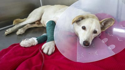 A dog named Peace recovers at Animal Specialist Clinic after being shot and sprayed with up to 50 pellets in Umm Al Quwain at the weekend. Victor Besa / The National