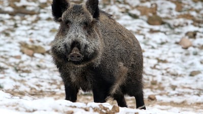 The wild boar was eventually shot dead by police. This picture is for illustrative purposes only. Petras Malukas / AFP
