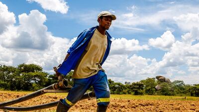 Agriculture contributes more than 40 per cent of national export earnings, a figure likely to climb as the country re-establishes itself in the global market. AFP PHOTO / Jekesai NJIKIZANA