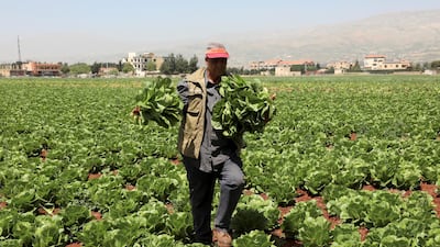 Hussein Madbouh shows off lettuces from a field in Rayak, Bekaa Valley, Lebanon. Reuters
