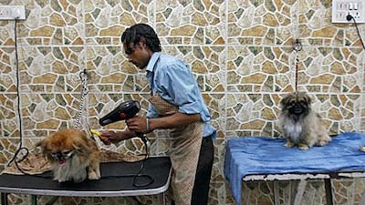 A groomer dries a dog with a blow dryer after its bath at a pet salon in New Delhi. Dogs account for 80 per cent of pets in India and the urban middle-class is expected to spend more and more on their four-legged friends.