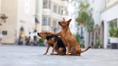 Highly Commended: 'Friends Don't Let Friends Do Silly Things' by Kerstin Ordelt.