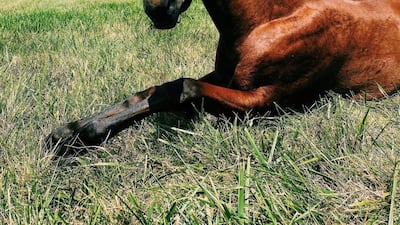 During her 1991 visit to Kentucky, the queen was looking for stallions to breed with her mares for the following year and toured several horse farms. Photo: Lane's End