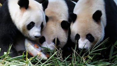 The world's only giant panda triplets Meng Meng, Shuai Shuai and Ku Ku share a birthday cake made from ice and vegetables to celebrate their fourth birthday at Chimelong Safari Park in Guangzhou, China. Bobby Yip/Reuters