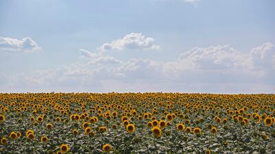 A sunflower field in Edirne, Turkey. EPA