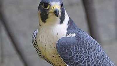 Pandora, a peregrine falcon, was blown off course by high winds. Courtesy The Banyan Tree