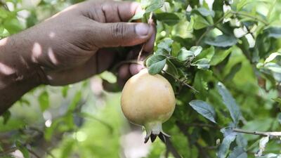 A pomegranate growing at Al Showaib Real Estate’s Farhan Camp in Al Quoz, Dubai. Sarah Dea / The National