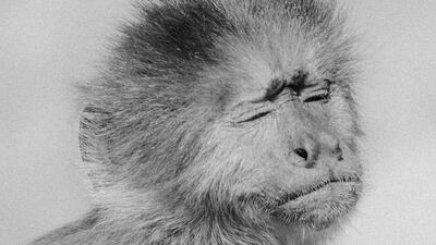 'Weeper Capuchin' by Stelios Kallinikou. Courtesy the artist and Grey Noise, Dubai