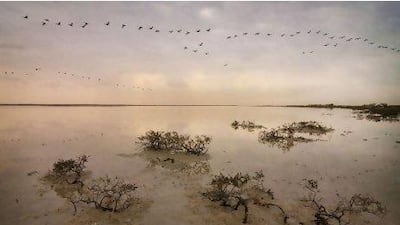 Siniya island is home to the country's biggest colony of Socotra cormorants, with around 15,500 breeding pairs. But that number has been dwindling and used to be three times as great. Photos courtesy Rob Gubiani
