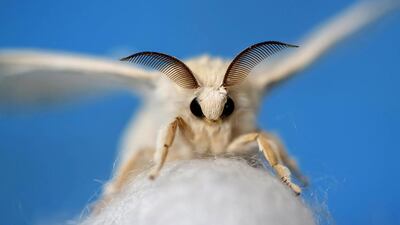 A silkmoth that has hatched out of its cocoon at the Campoverde cooperative, Castelfranco Veneto in Italy. Alessandro Bianchi / Reuters