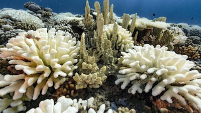 A view of major bleaching on coral reefs in Moorea, French Polynesia. Alexis Rosenfeld / Getty Images