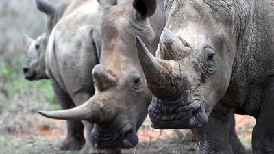 A family of White-Rhinos is seen on August 7, 2014 at the Ol Jogi rhino sanctuary, in the Laikipia county, approximately 300 kilometres north of the Kenyan capital, Nairobi. AFP