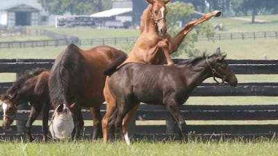 Queen Elizabeth returned to Lane's End during her visit to Kentucky in May for the 2007 running of the Kentucky Derby. Photo: Lane's End