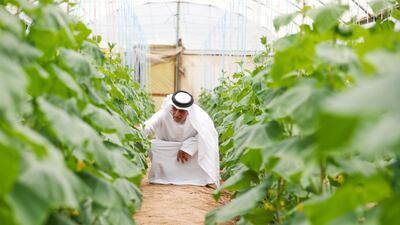 Rashid Obaid, an Emirati farm owner with his cucumbers. Chris Whiteoak / The National