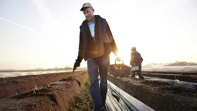 Asparagus being harvested in Roosendaal, The Netherlands. Martijn Beekman / EPA