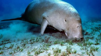 Dugongs are a protected species in the UAE’s waters. Photo: Environment Agency Abu Dhabi