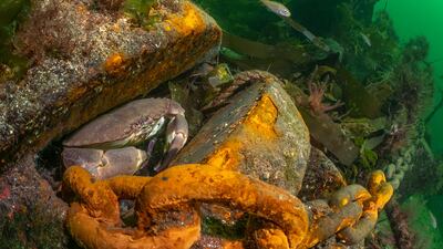 Dan Bolt's Rusty Haven won the British Waters Living Together category. Dan Bolt / UPY 2025