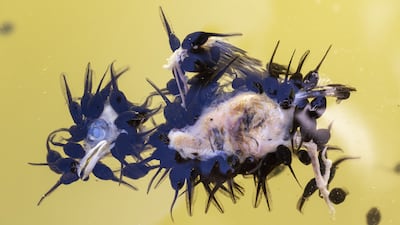 'The tadpole banquet', captured toad tadpoles feasting on a dead fledgling sparrow at Ojen, Malaga, Spain, by Juan Jesus Gonzalez Ahumada, has won the Behaviour: Amphibians and Reptiles award. Juan Jesus Gonzalez Ahumada / Wildlife Photographer of the Year / PA