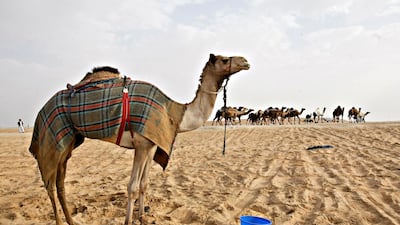 A camel waits to be walk to the arena to compete with other camels in the beauty competition at the Al Dhafra Festival at Madinat Zayed, Al Gharbia, Abu Dhabi. Jeff Topping / The National