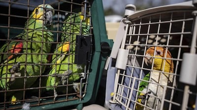 Volunteers helped rescue hundreds of birds from the Malama Manu Sanctuary after Hurricane Ian cut off Pine Island from the mainland. AP
