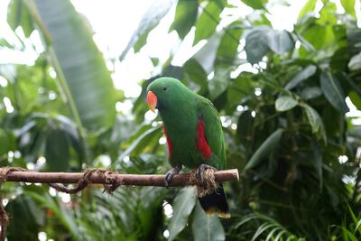 A bird inside Green Planet Dubai at the City Walk area in Dubai. Pawan Singh / The National