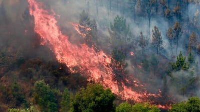 A forest fire that started five days ago rips through a hillside in Fundao, Portugal. EPA