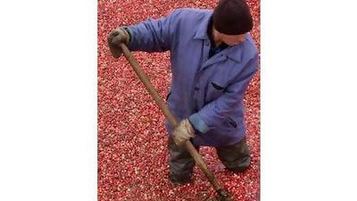 A recent study has found that cranberries are the most significant inhibitor of starch-digesting enzymes. Vasily Fedosenko / Reuters