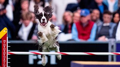 Dogs jumping: A dog competes in the Masters Agility Championship on February 8, 2020 in New York City. AFP