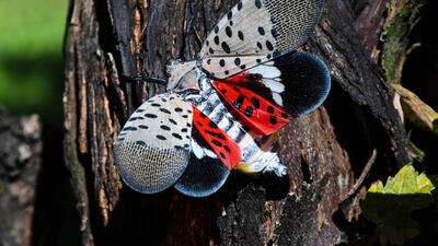 This photo shows a spotted lanternfly at a vineyard in Kutztown, Pa. The spotted lanternfly has emerged as a serious pest since the federal government confirmed its arrival in southeastern Pennsylvania five years ago this week. AP